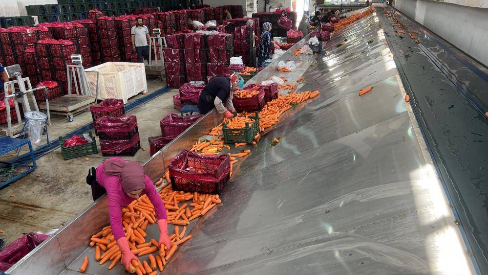 Konya’nın Türkiye’de iddialı olduğu üründe hasat zamanı 3
